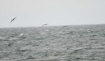 2023年10月1日(日) 伊良湖岬の野鳥観察記録