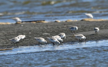 Sun, 9/17/2023 Birding report at Sambanze Tideland