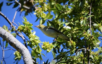 Kamchatka Leaf Warbler Osaka castle park Sun, 10/22/2023