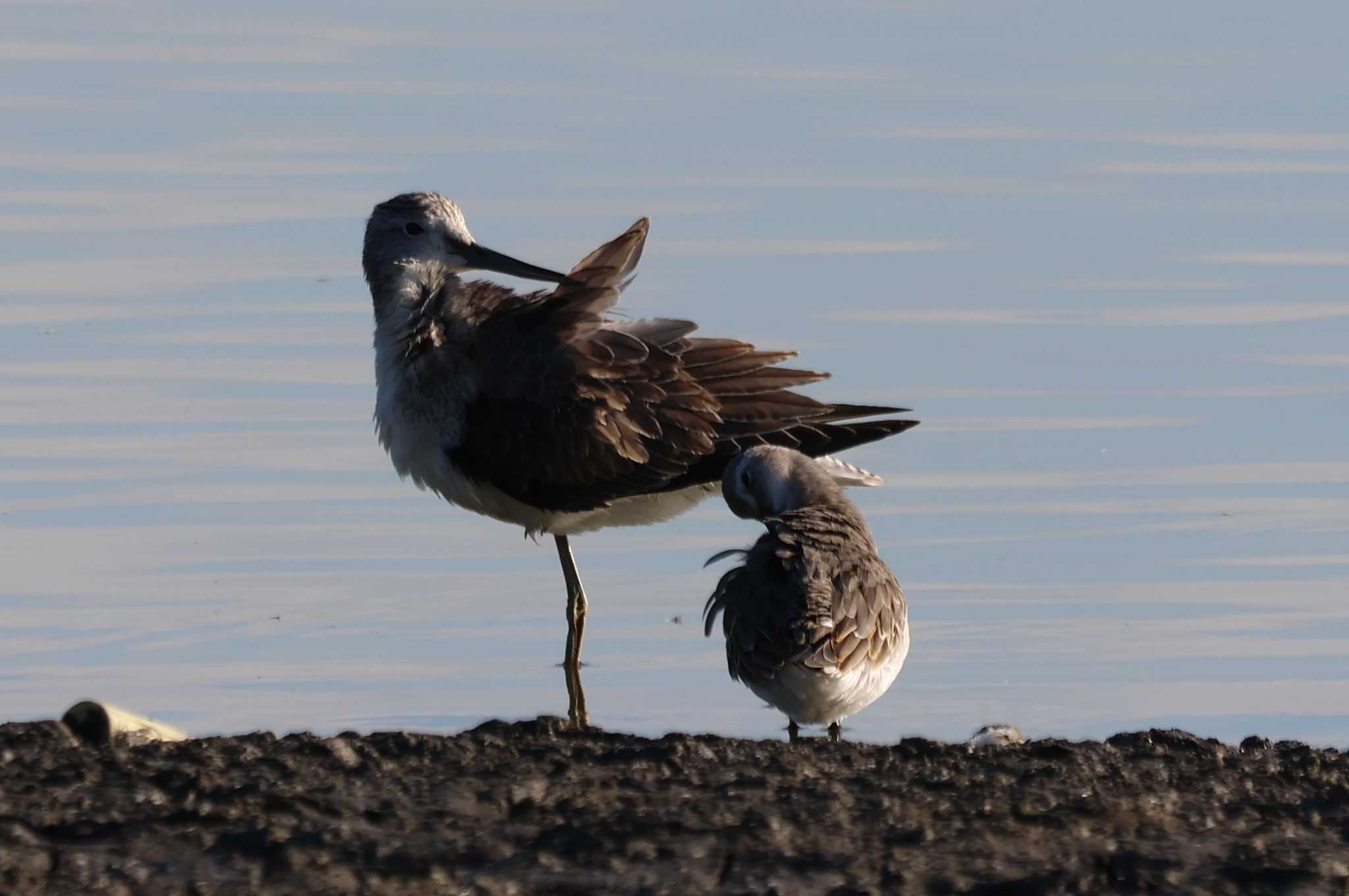 Photo of Common Greenshank at Isanuma by ひろ