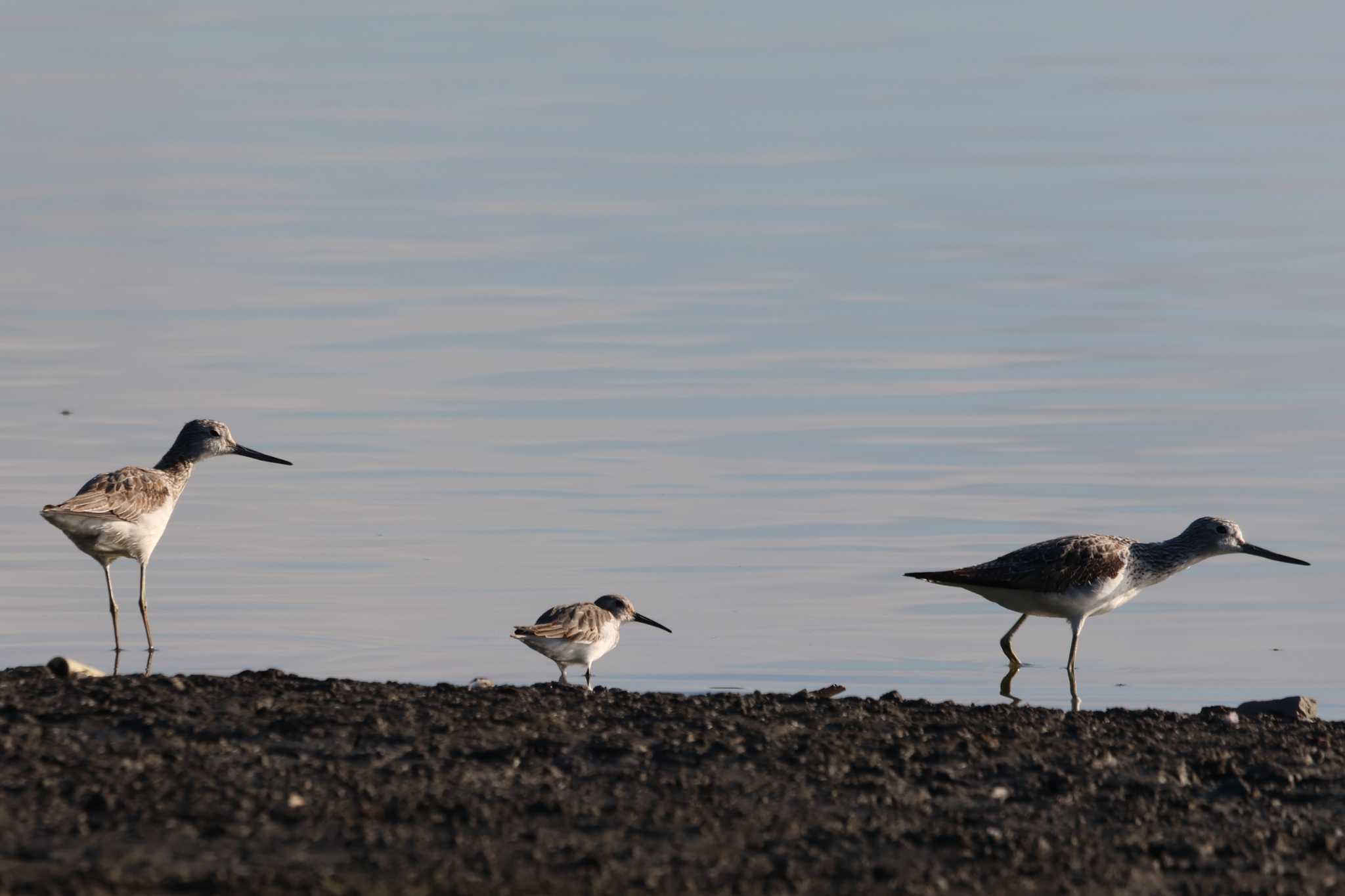 Common Greenshank