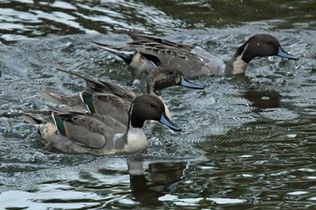 オナガガモ 青葉山公園 2023年10月28日(土)