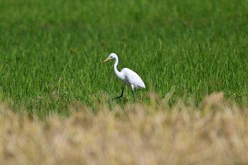 チュウサギ 場所が不明 2023年10月20日(金)