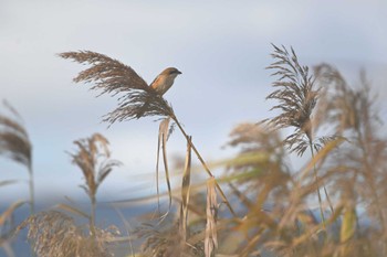 2023年10月29日(日) 平城宮跡の野鳥観察記録