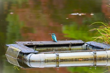 Common Kingfisher Machida Yakushiike Park Sun, 10/29/2023