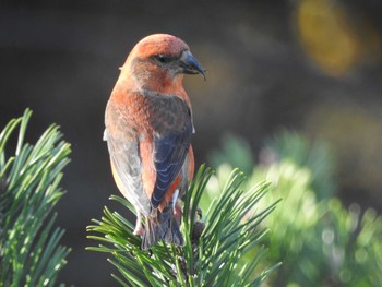 Red Crossbill あいの里公園 Sun, 10/29/2023