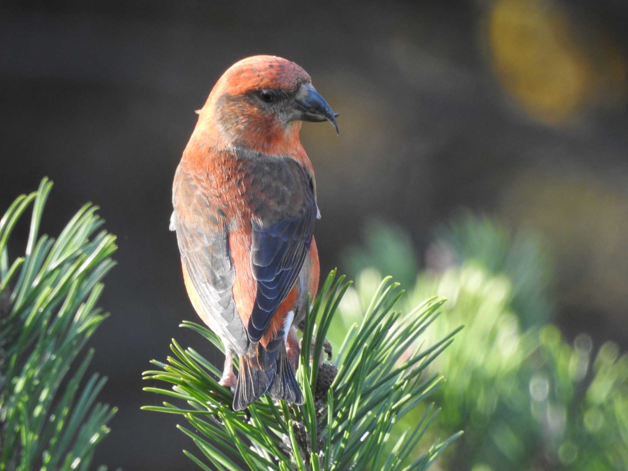 Photo of Red Crossbill at あいの里公園 by 謎の音高生