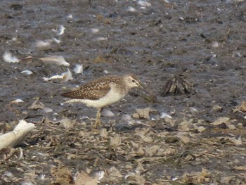 Wood Sandpiper Izunuma Wed, 10/25/2023