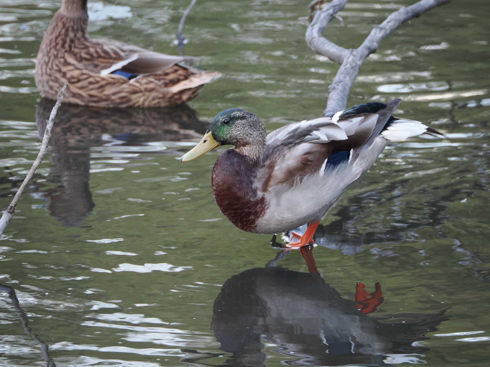 福岡県営春日公園(春日市) マガモの写真 by umashika