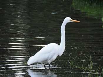 Sat, 10/21/2023 Birding report at 福岡県営春日公園(春日市)