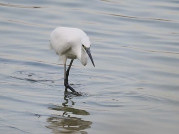 Little Egret Isanuma Fri, 10/27/2023