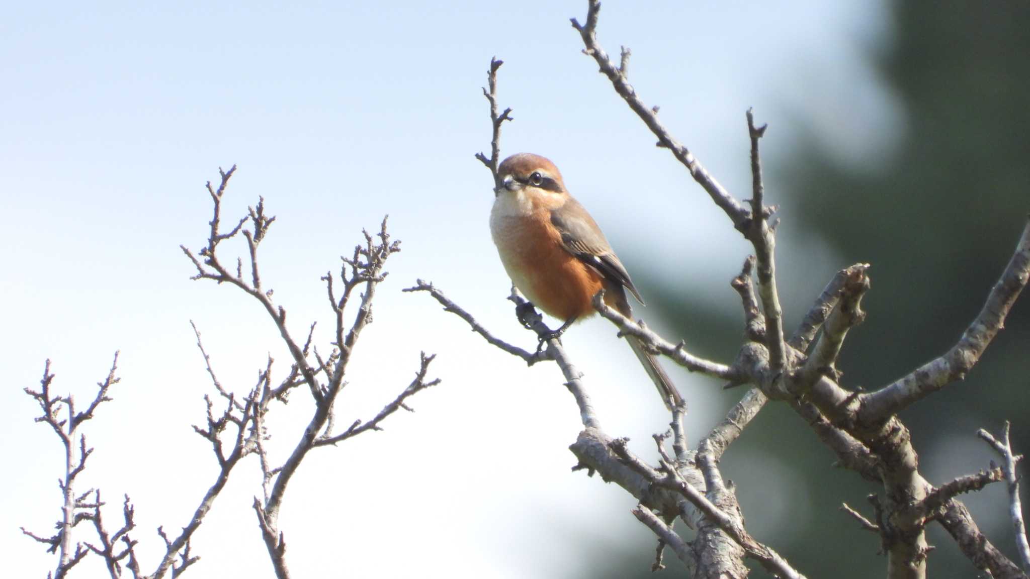 Bull-headed Shrike