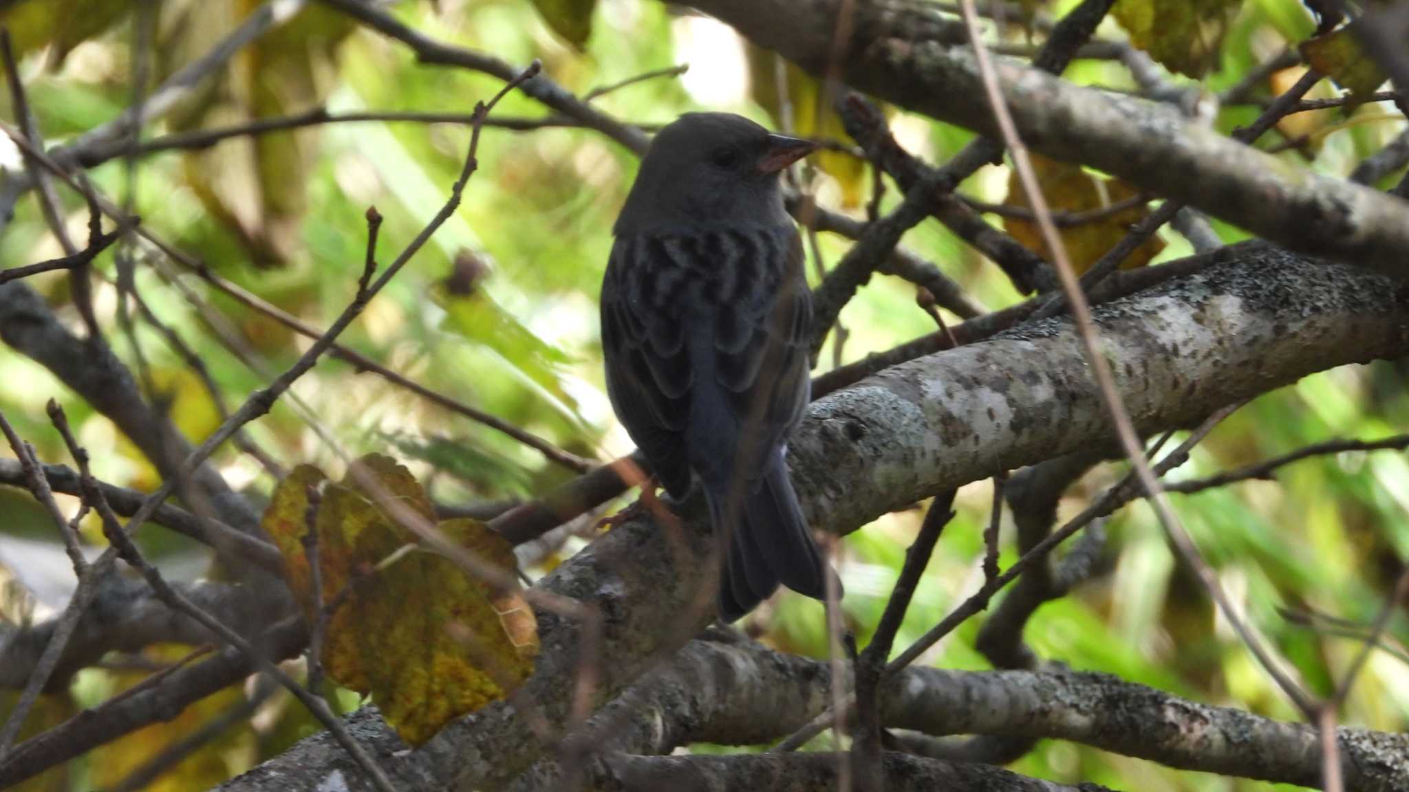 Grey Bunting