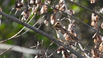 Rustic Bunting 下田公園(青森県おいらせ町) Sun, 10/22/2023