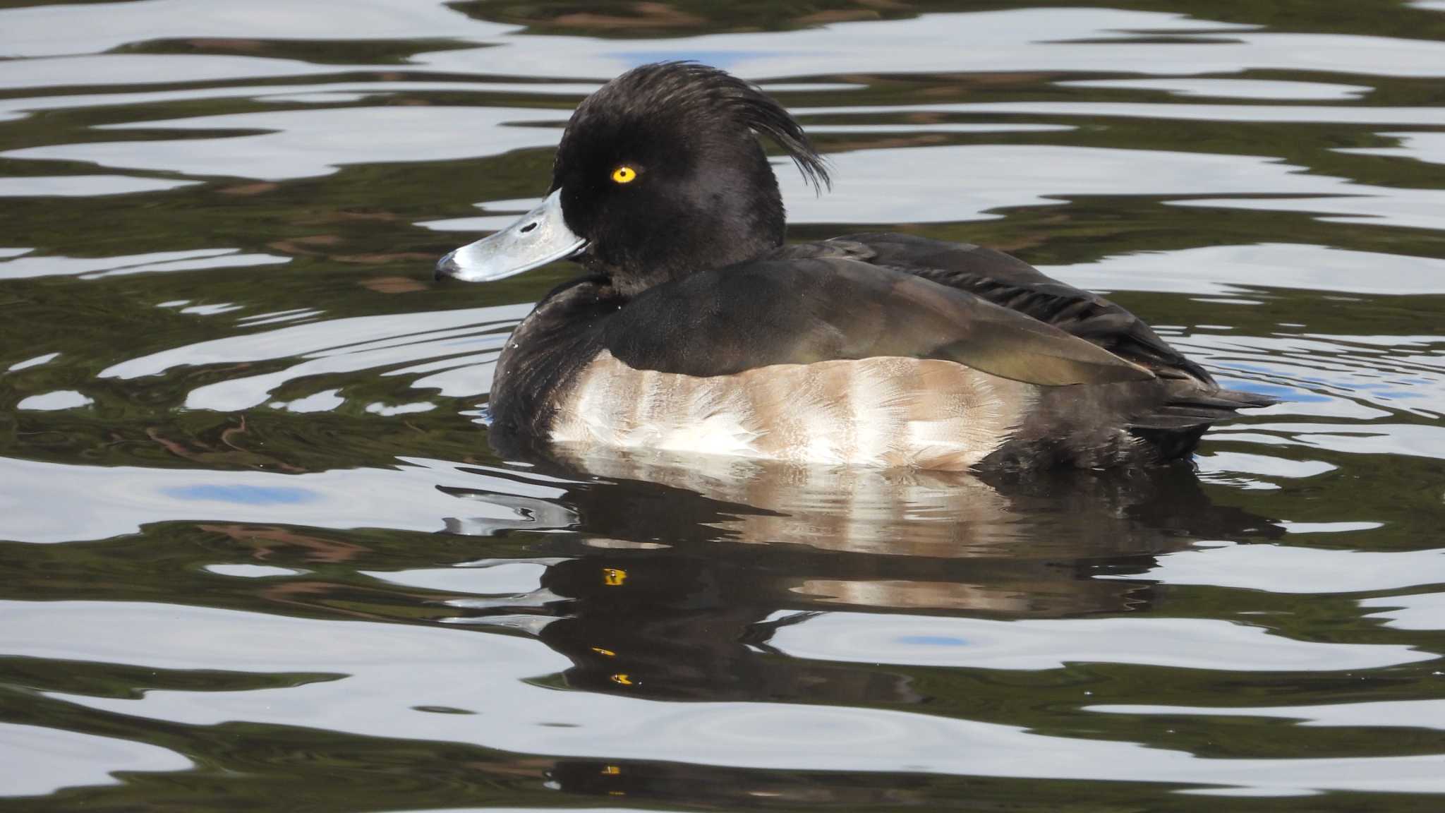 Tufted Duck