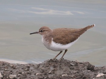 Common Sandpiper Isanuma Fri, 10/27/2023