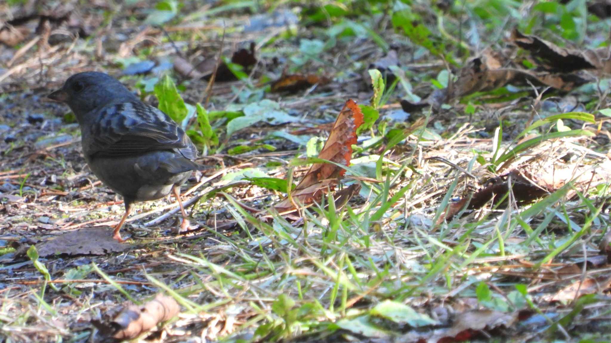 Grey Bunting