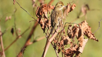 Rustic Bunting 市民の森不習岳(青森県八戸市) Mon, 10/23/2023