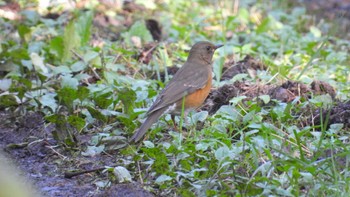 Brown-headed Thrush 市民の森不習岳(青森県八戸市) Mon, 10/23/2023