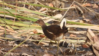 Common Moorhen 南部山健康運動公園(青森県八戸市) Sat, 10/28/2023