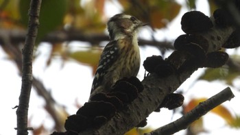 Japanese Pygmy Woodpecker 南部山健康運動公園(青森県八戸市) Sat, 10/28/2023