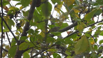 Goldcrest 南部山健康運動公園(青森県八戸市) Sat, 10/28/2023