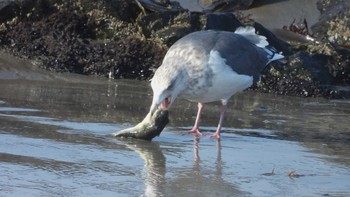 2023年10月28日(土) 蕪島(青森県)の野鳥観察記録