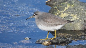 キアシシギ 蕪島(青森県) 2023年10月28日(土)