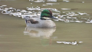 Falcated Duck 南部山健康運動公園(青森県八戸市) Sat, 10/28/2023