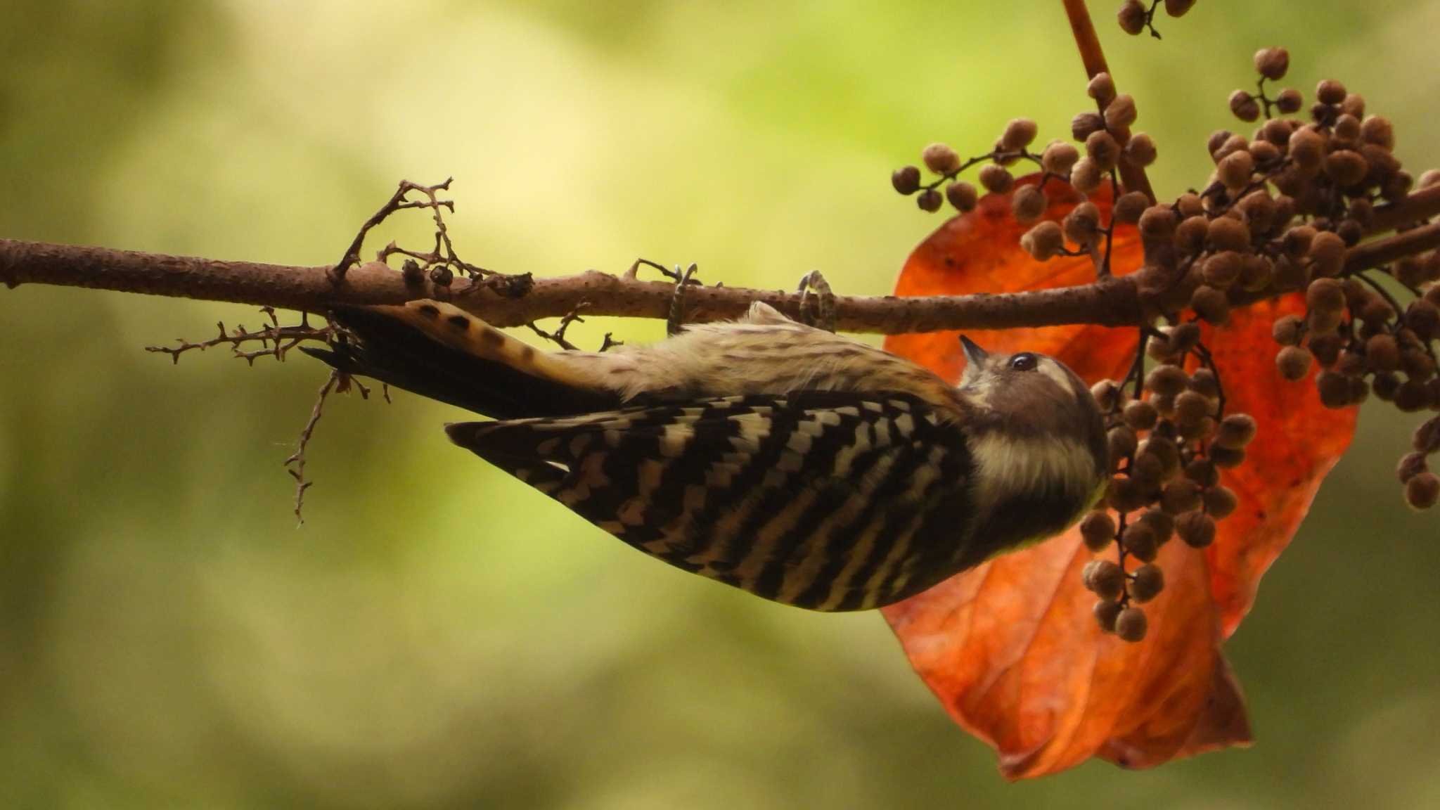 Japanese Pygmy Woodpecker