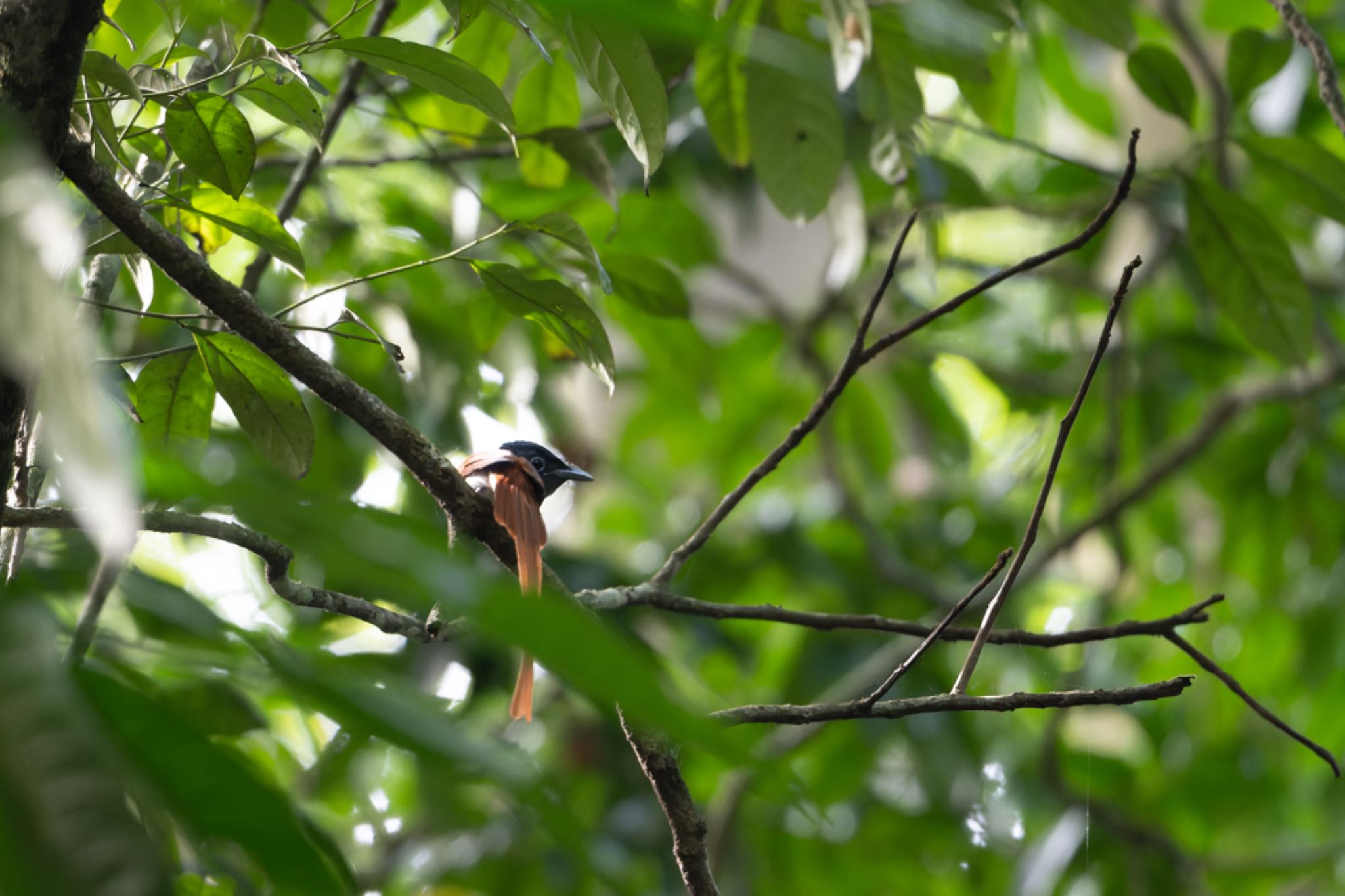 Photo of Indian Paradise Flycatcher at 雲南省 by ぽちゃっこ