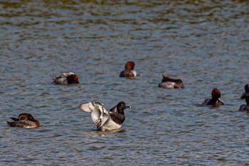 Tufted Duck 山口県立きらら浜自然観察公園 Thu, 10/26/2023