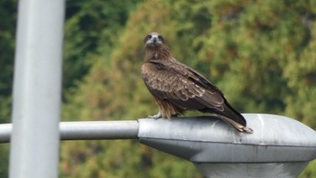 Black Kite 布目ダム Sat, 10/28/2023