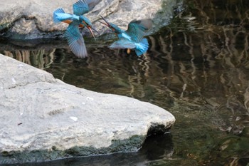 Common Kingfisher 横浜市 Sat, 10/28/2023