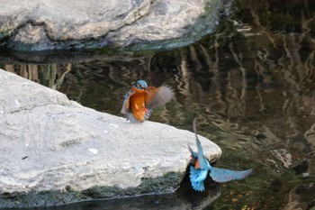 2023年10月28日(土) 横浜市の野鳥観察記録