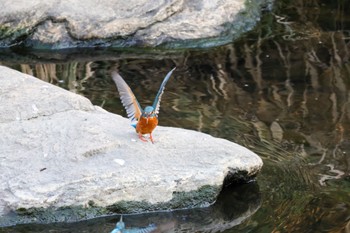 Common Kingfisher 横浜市 Sat, 10/28/2023