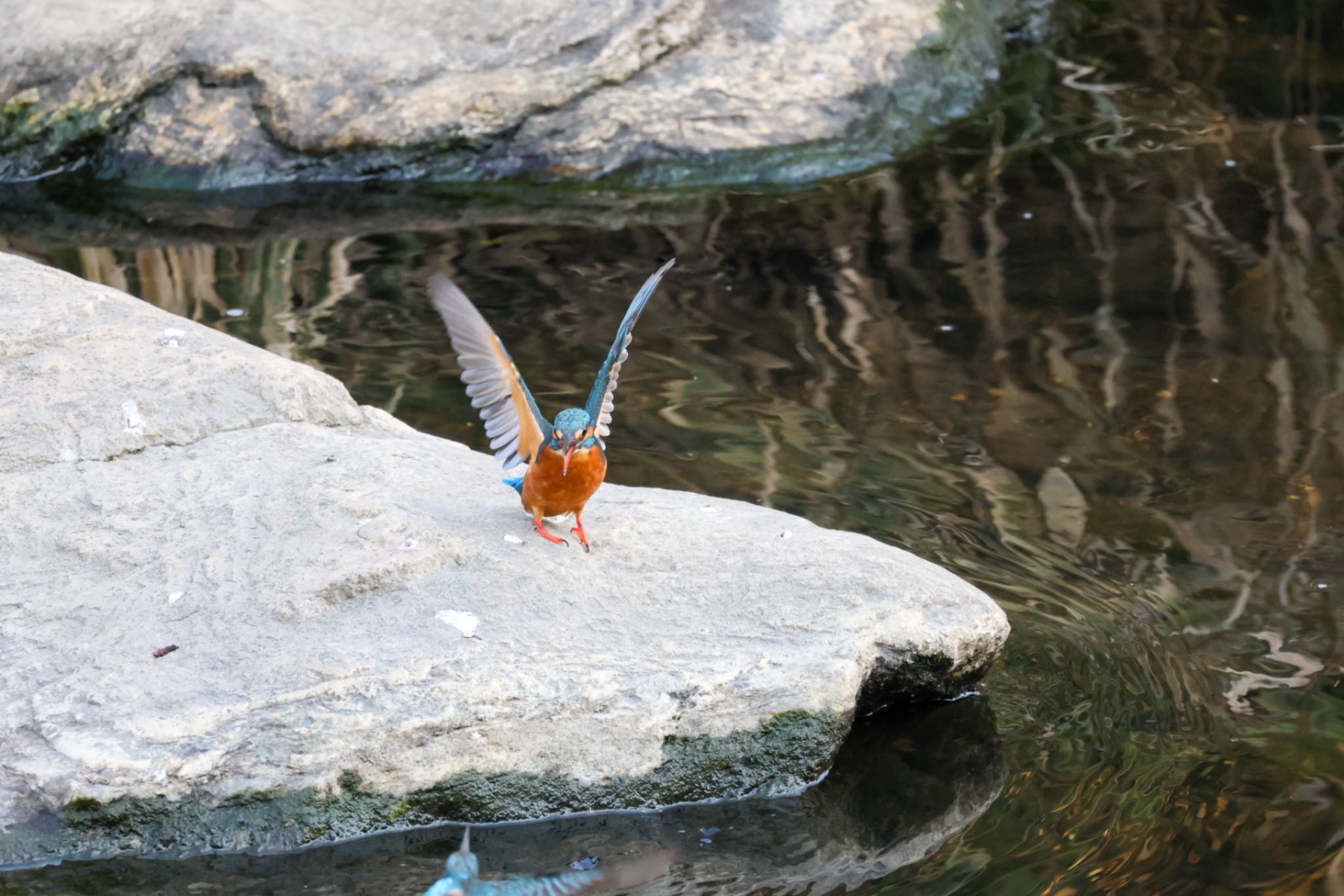 Photo of Common Kingfisher at 横浜市 by Allium