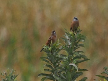 2023年10月29日(日) 芝川第一調節池(芝川貯水池)の野鳥観察記録