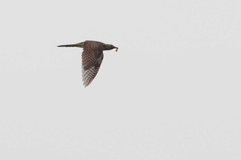 Oriental Cuckoo 愛知県 Sun, 10/15/2023