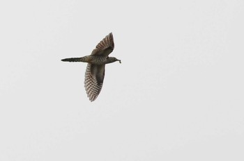 Oriental Cuckoo 愛知県 Sun, 10/15/2023