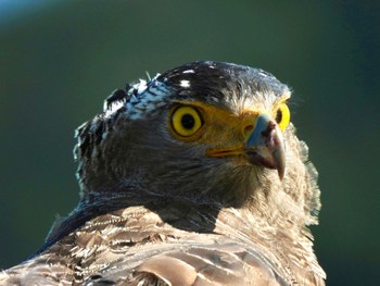 Crested Serpent Eagle Ishigaki Island Sun, 10/22/2023