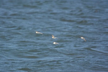 Sanderling 香良洲海岸 Sat, 10/28/2023