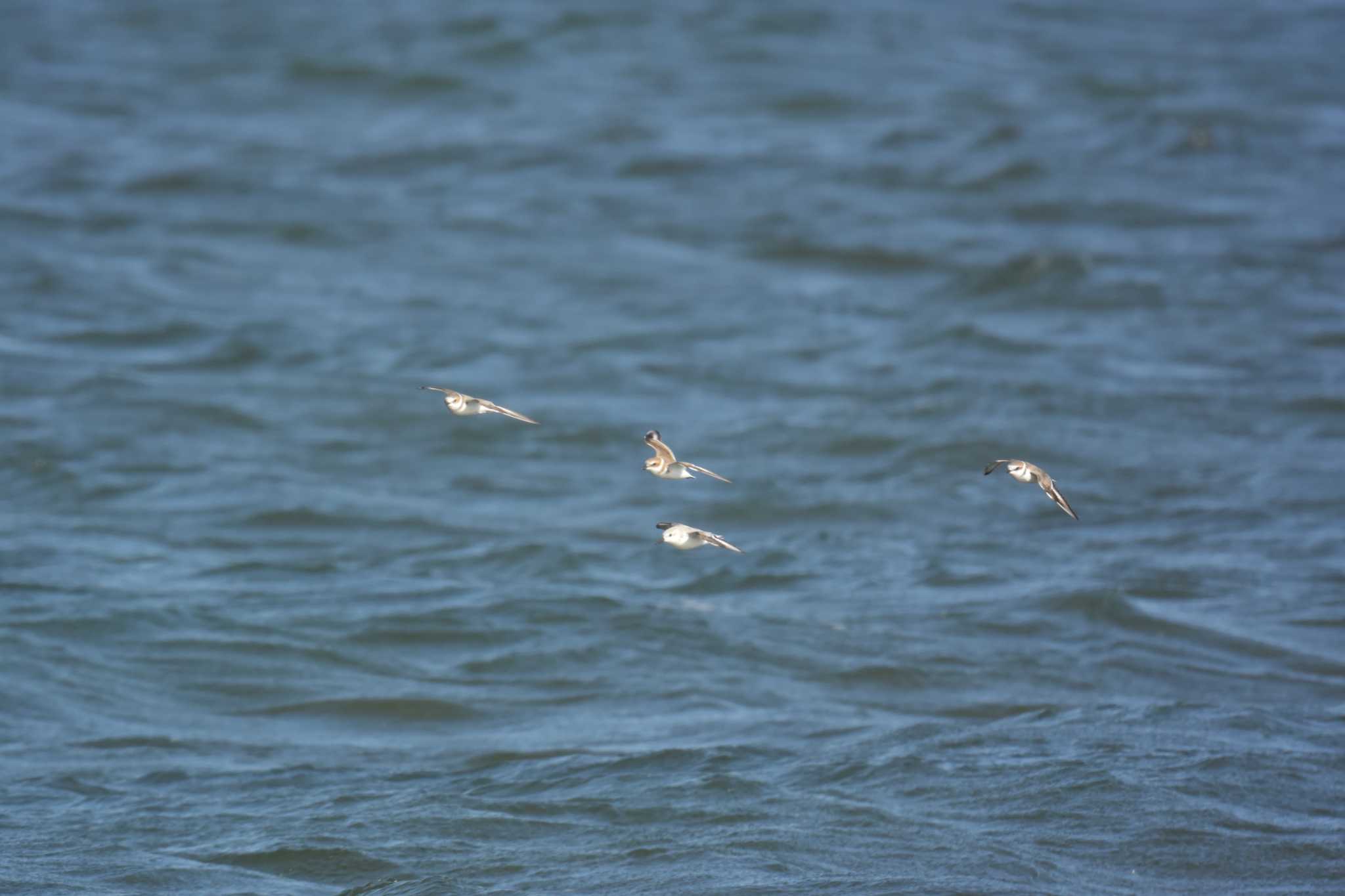 Photo of Sanderling at 香良洲海岸 by sword-fish8240