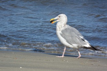 Vega Gull 香良洲海岸 Sat, 10/28/2023