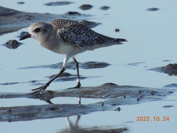 ダイゼン ふなばし三番瀬海浜公園 2023年10月24日(火)