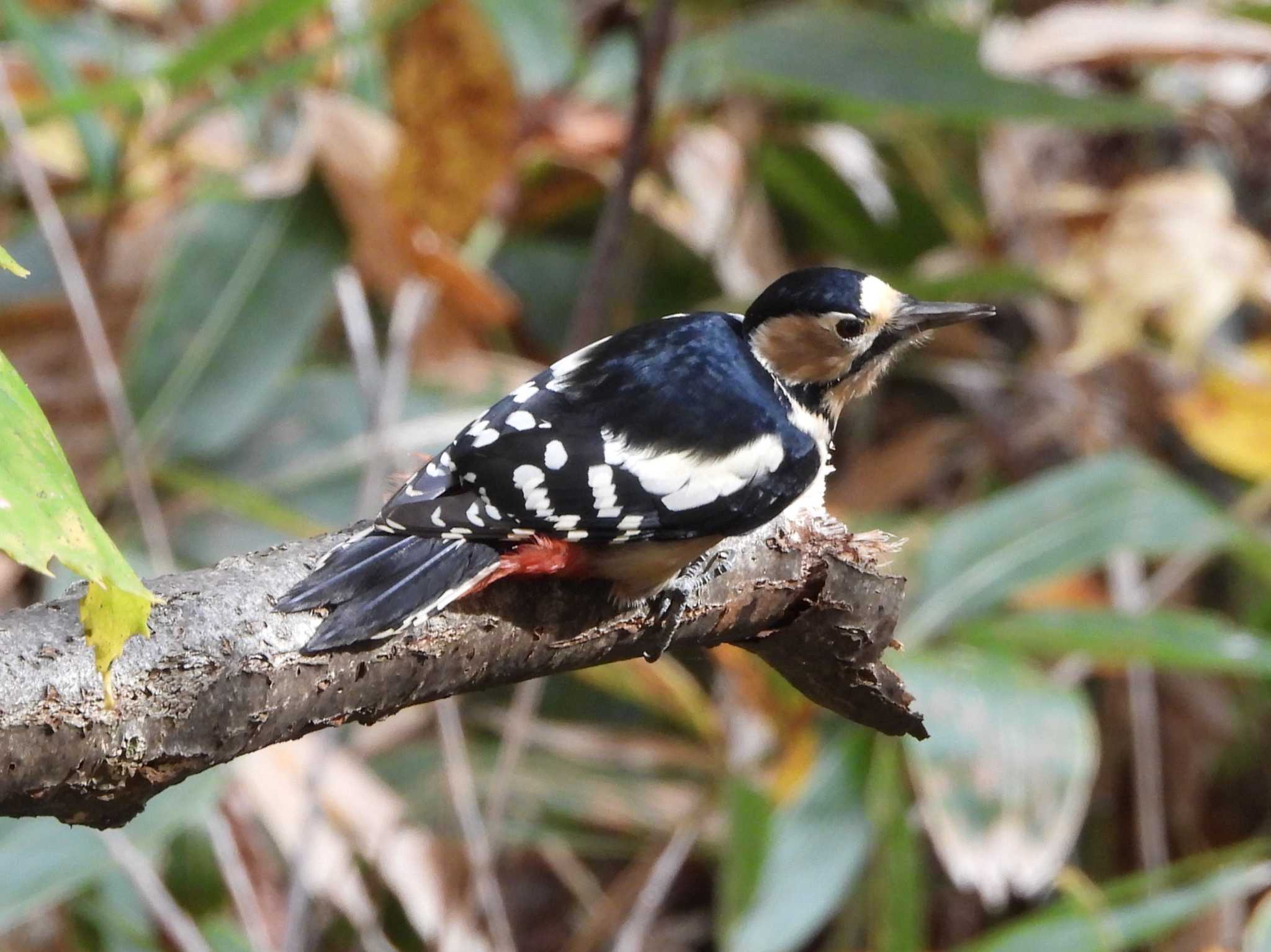 Photo of Great Spotted Woodpecker at Nishioka Park by ゴト