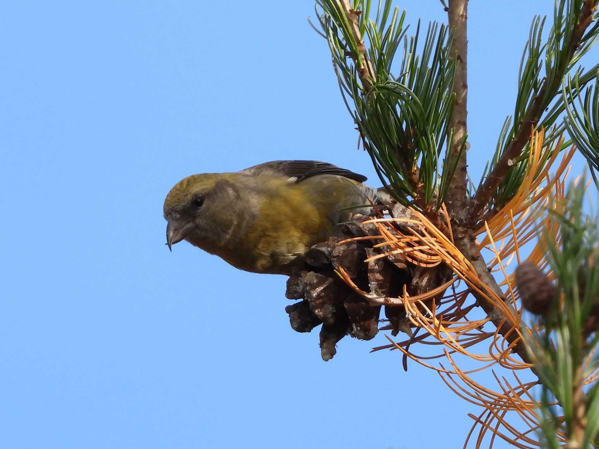 Photo of Red Crossbill at Nishioka Park by ゴト