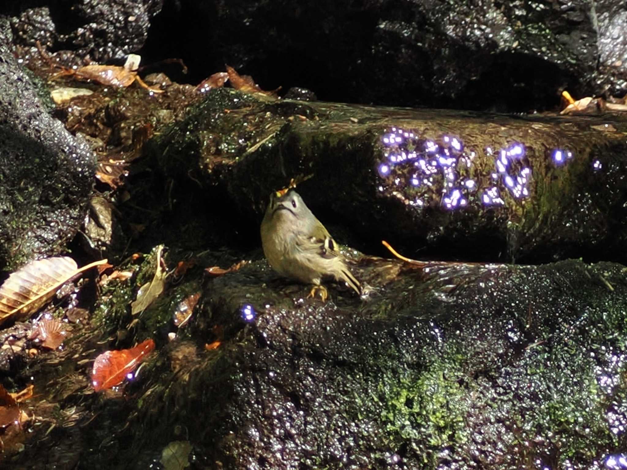 大洞の水場 キクイタダキの写真 by ぴろり