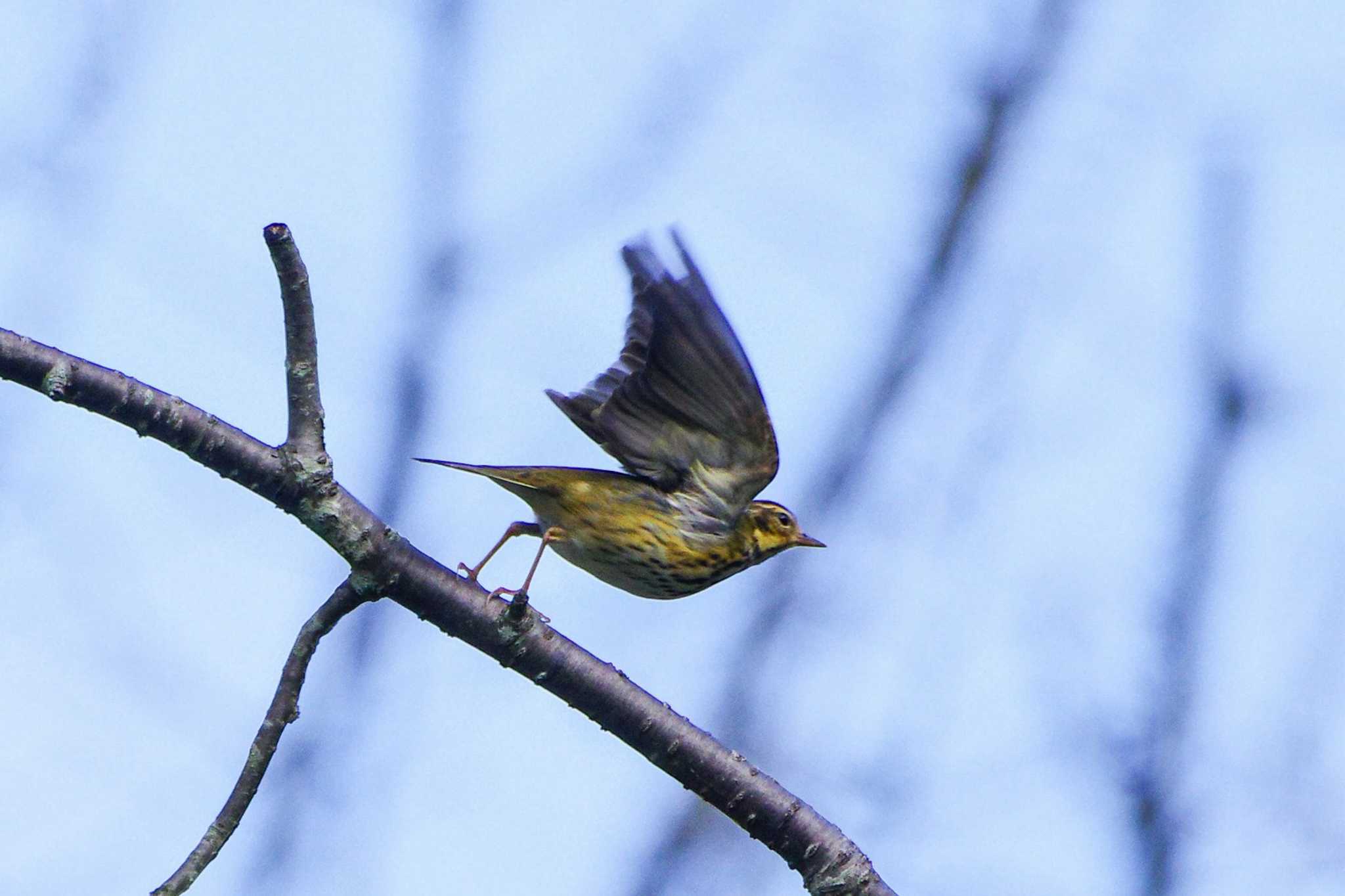 Olive-backed Pipit