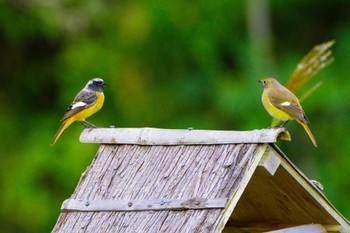 Sun, 10/22/2023 Birding report at 厚木七沢森林公園